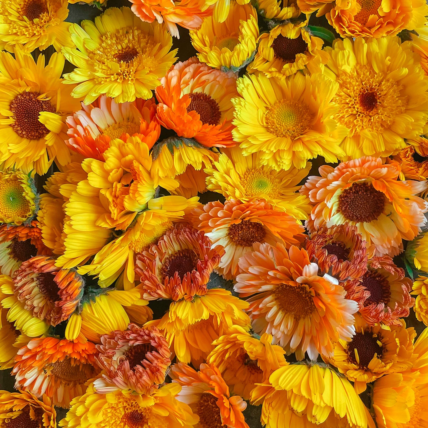 Calendula Salve