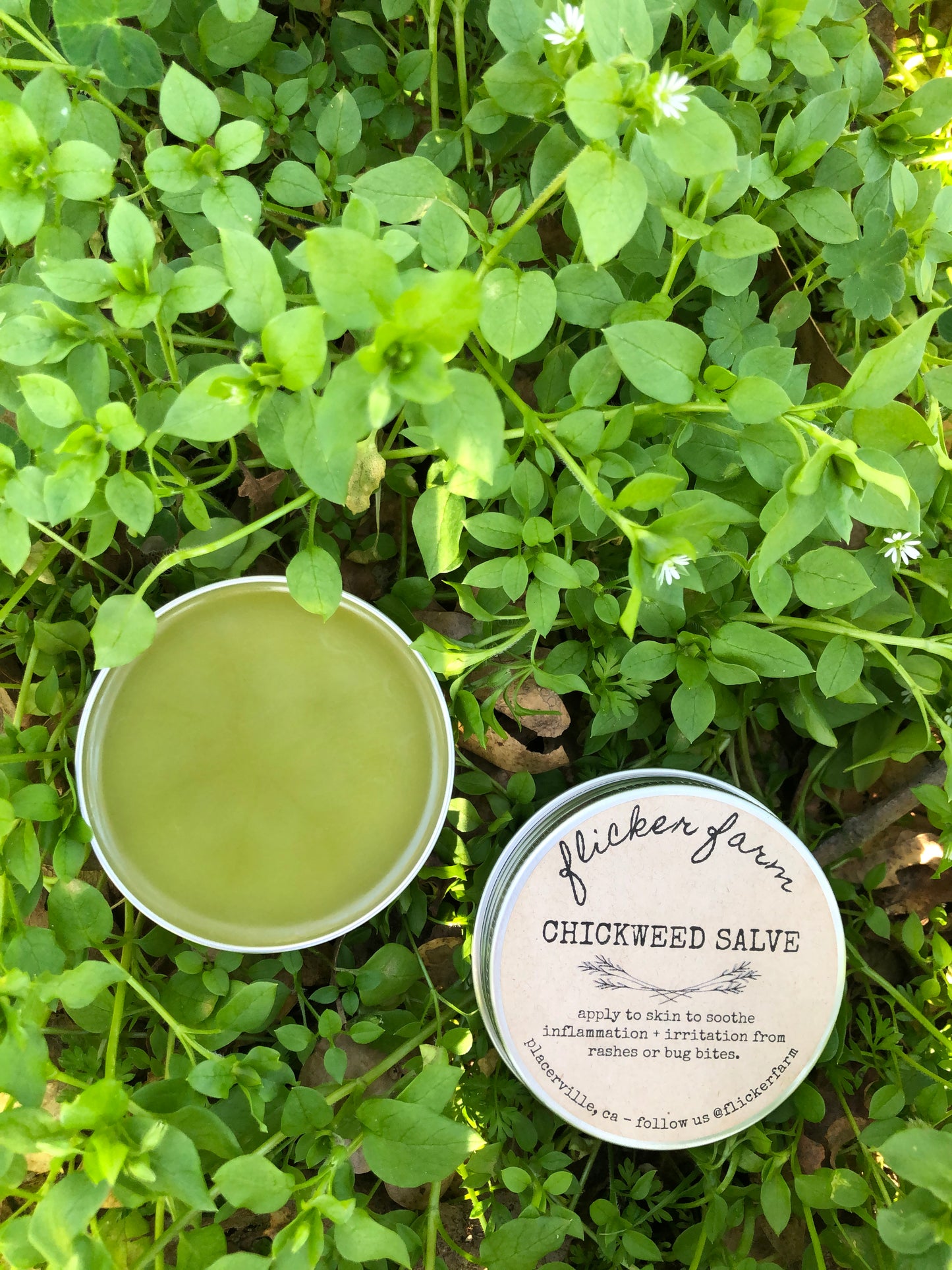 Chickweed Salve
