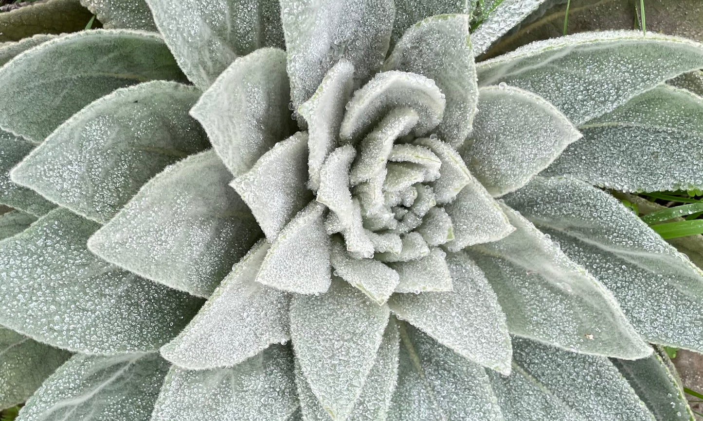 Mullein Tincture